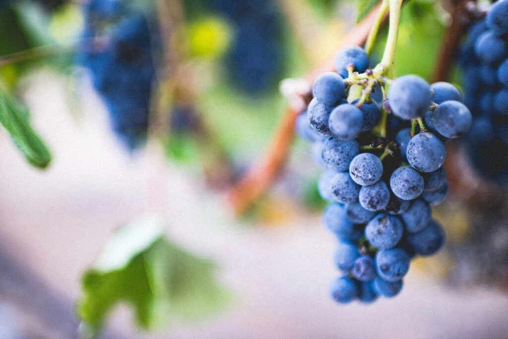 Croatian vineyards