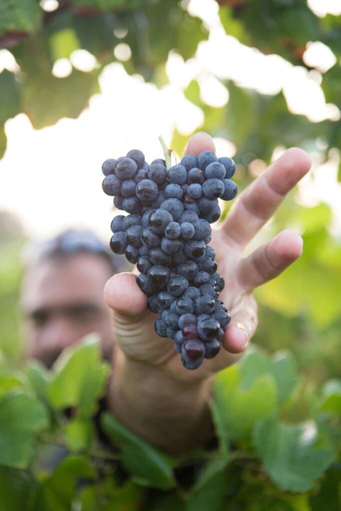 Montenegrin vineyards