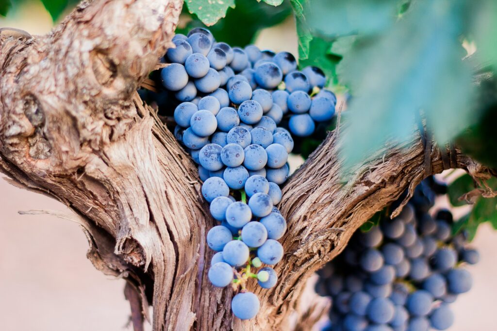 North Macedonian vineyards