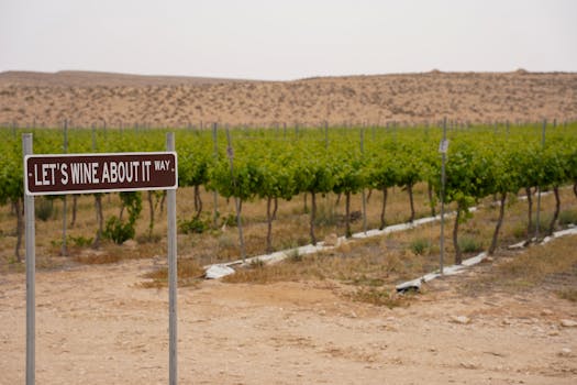 Cypriot vineyards