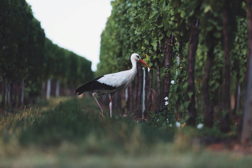 Bulgaria vineyards